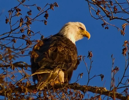 Quadra Island 001